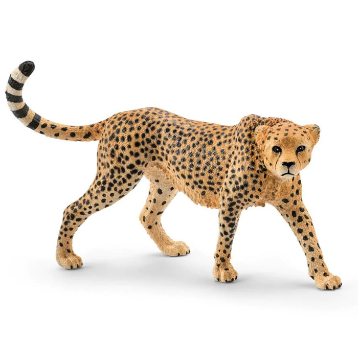5 | Wildlife:Cheetah, Female