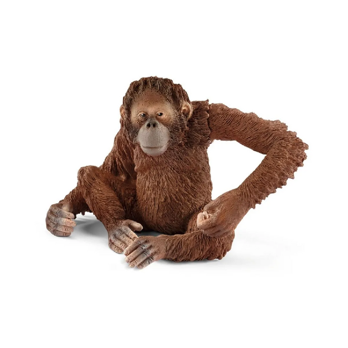 3 | Wild Life: Orangutan, Female