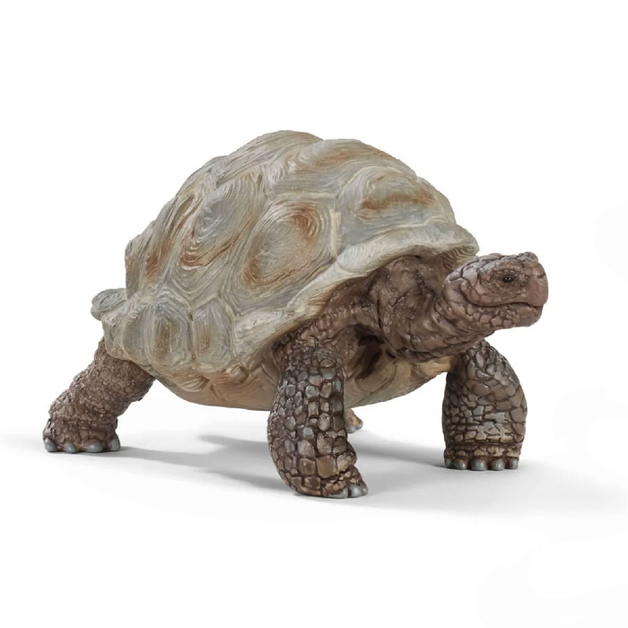 6 | Wild Life: Giant Tortoise