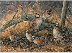 Cobble Hill - 80194 | Quail - 1000 Piece Puzzle