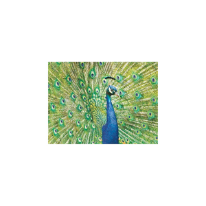 Enesco - 79137 | Card - Peacock