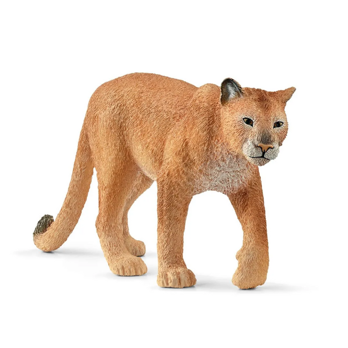 2 | Wild Life: Cougar