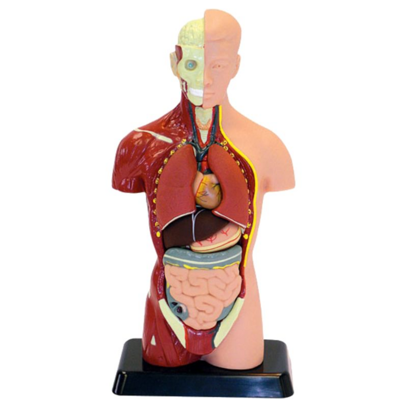 Human body top model kit