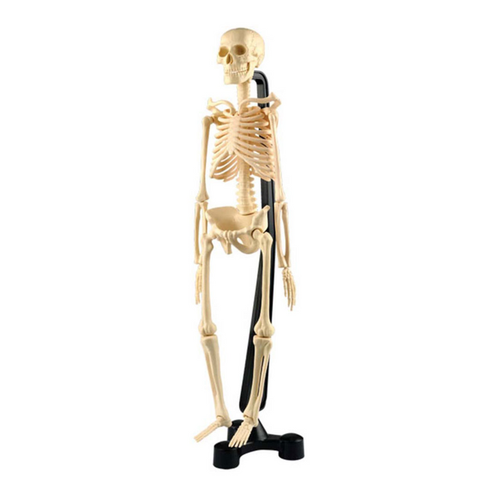 1 | Human Skeleton