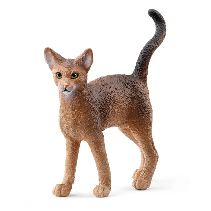 5 | Wild Life: Abyssinian Cat