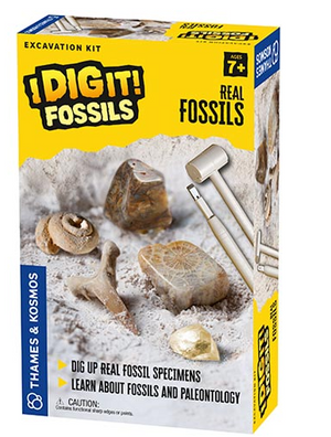 Thames & Kosmos - 630461 | I Dig It! Fossils - Real Fossil